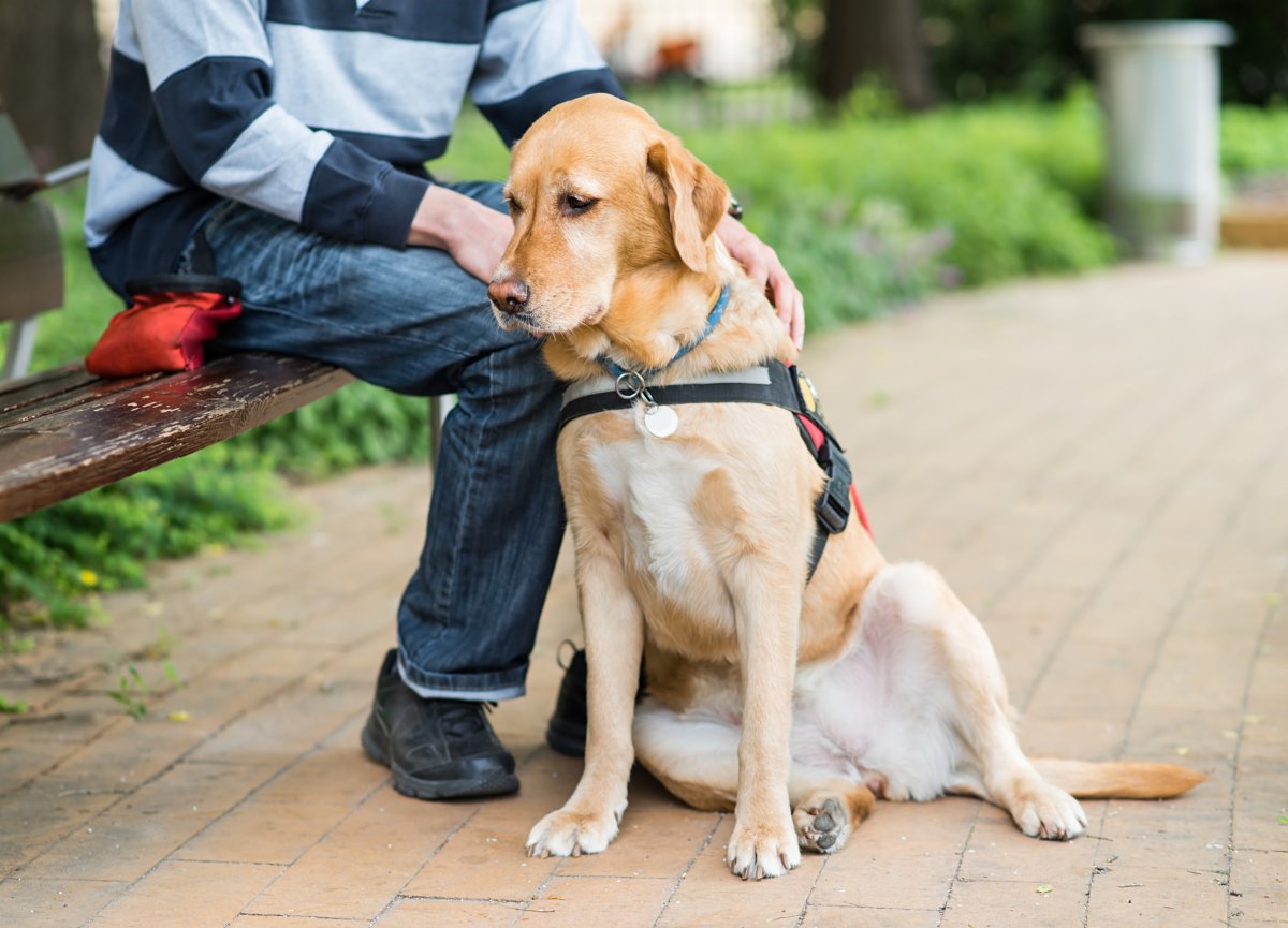 Guide Labrador dog is relaxing with owner