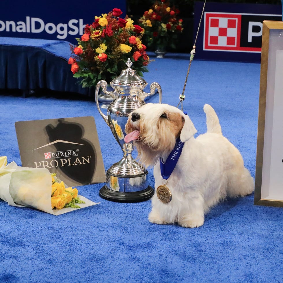 how to watch stream national thanksgiving dog show 2024