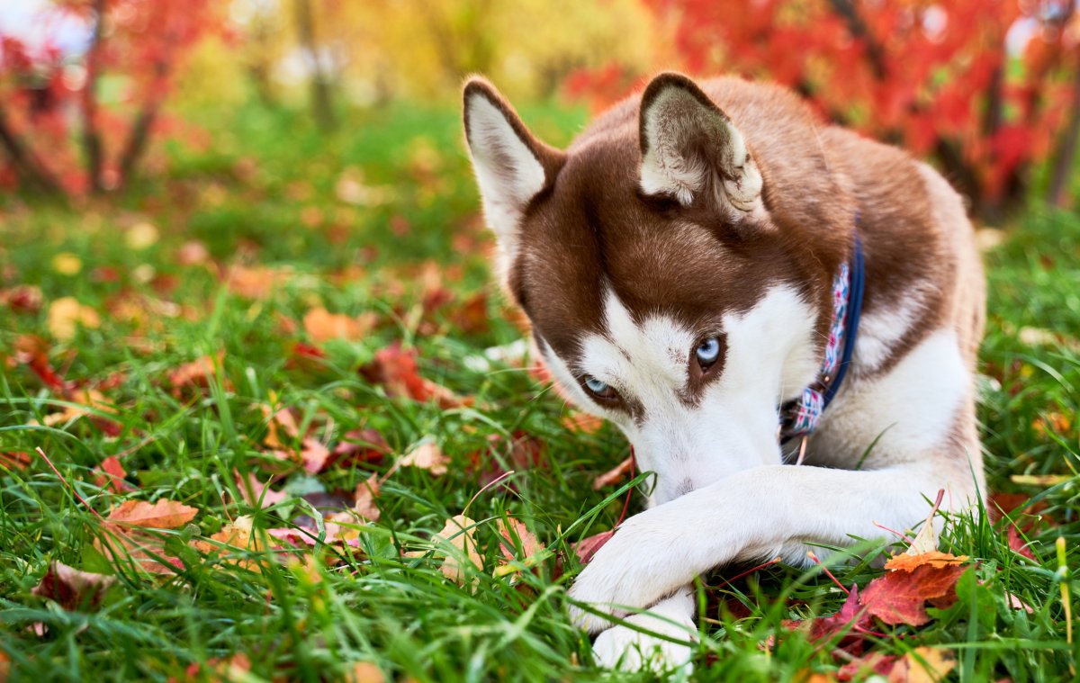 Husky looking guilty