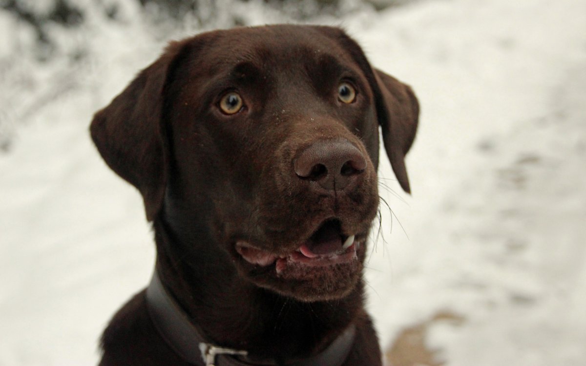 Labrador retriever in the snow