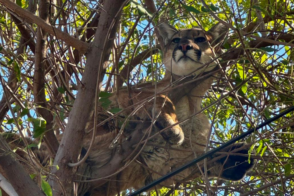 Mountain lion in tree