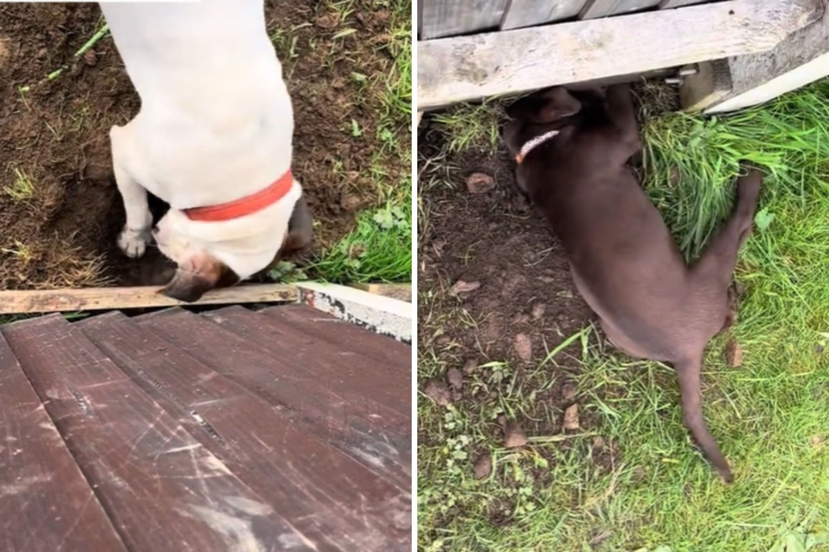 Neighbor dogs digging under fence