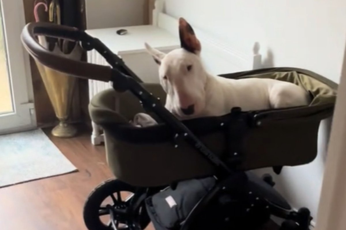 Owner finds dog in stroller