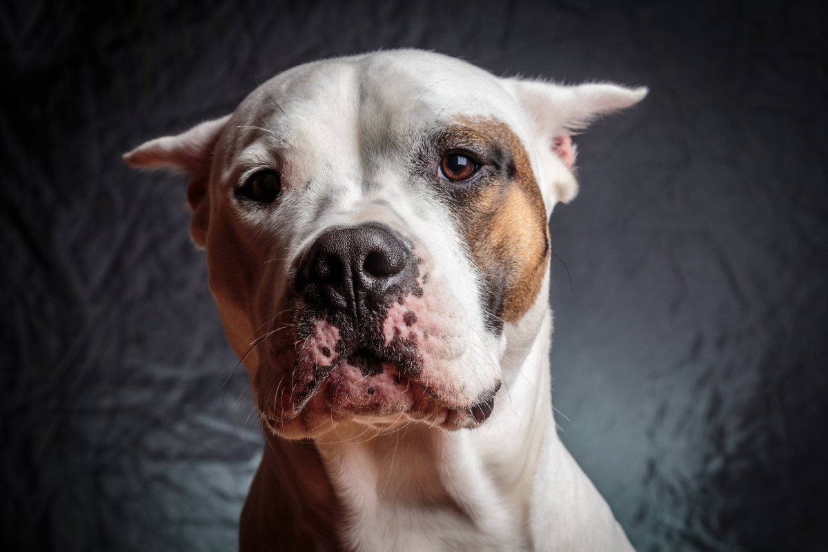 pit bull looking at the camera