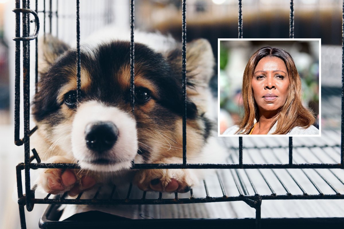 puppy with nose through kennel and letitiajames