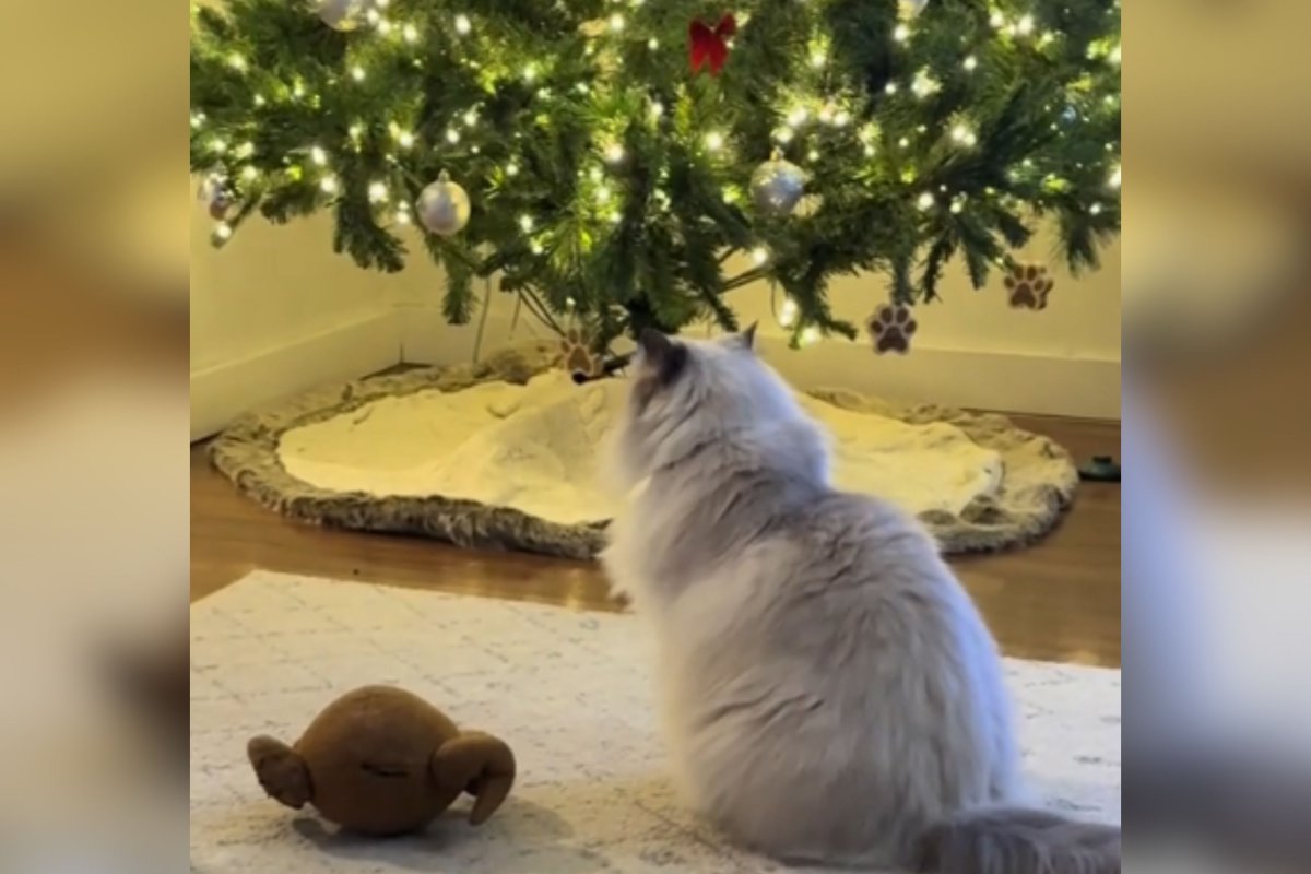 Ragdoll cat admiring Christmas tree