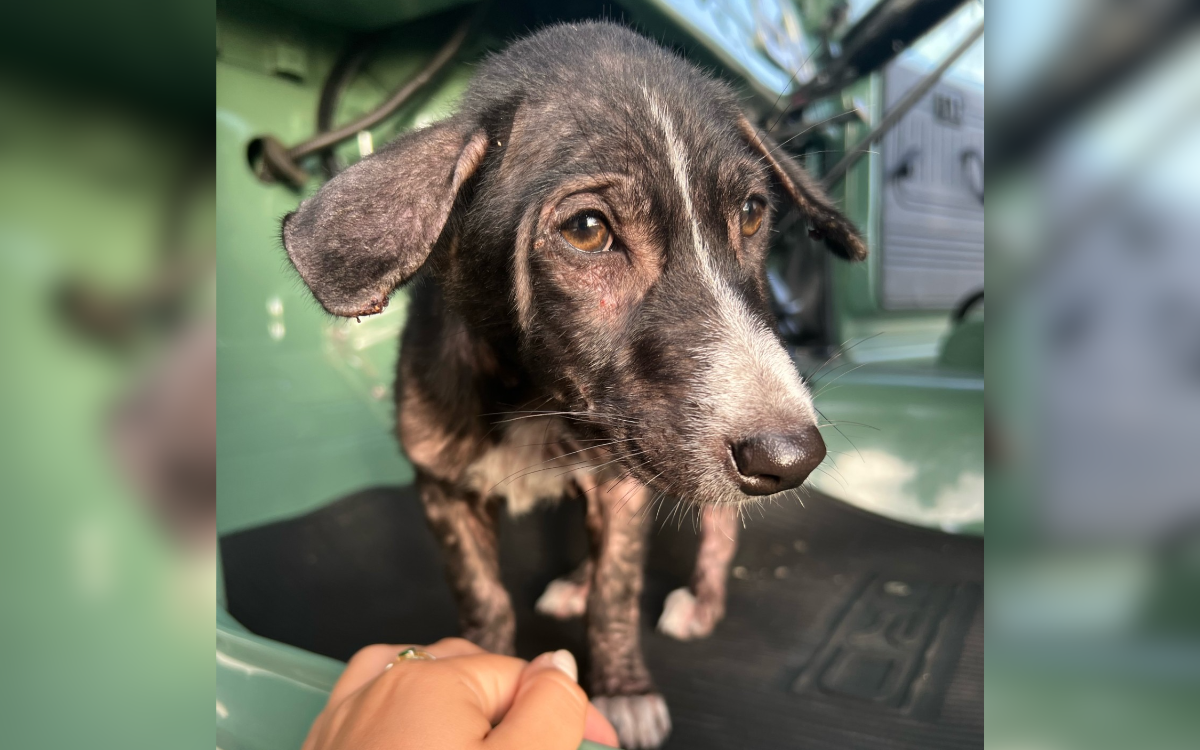 A rescue dog is terrified of water.