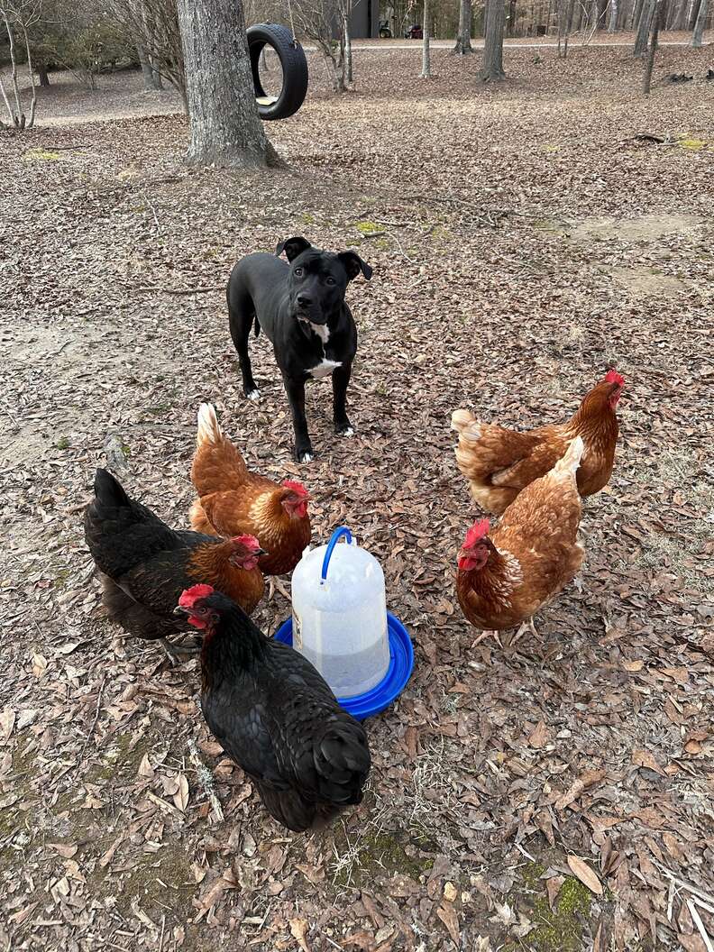 dog with chickens