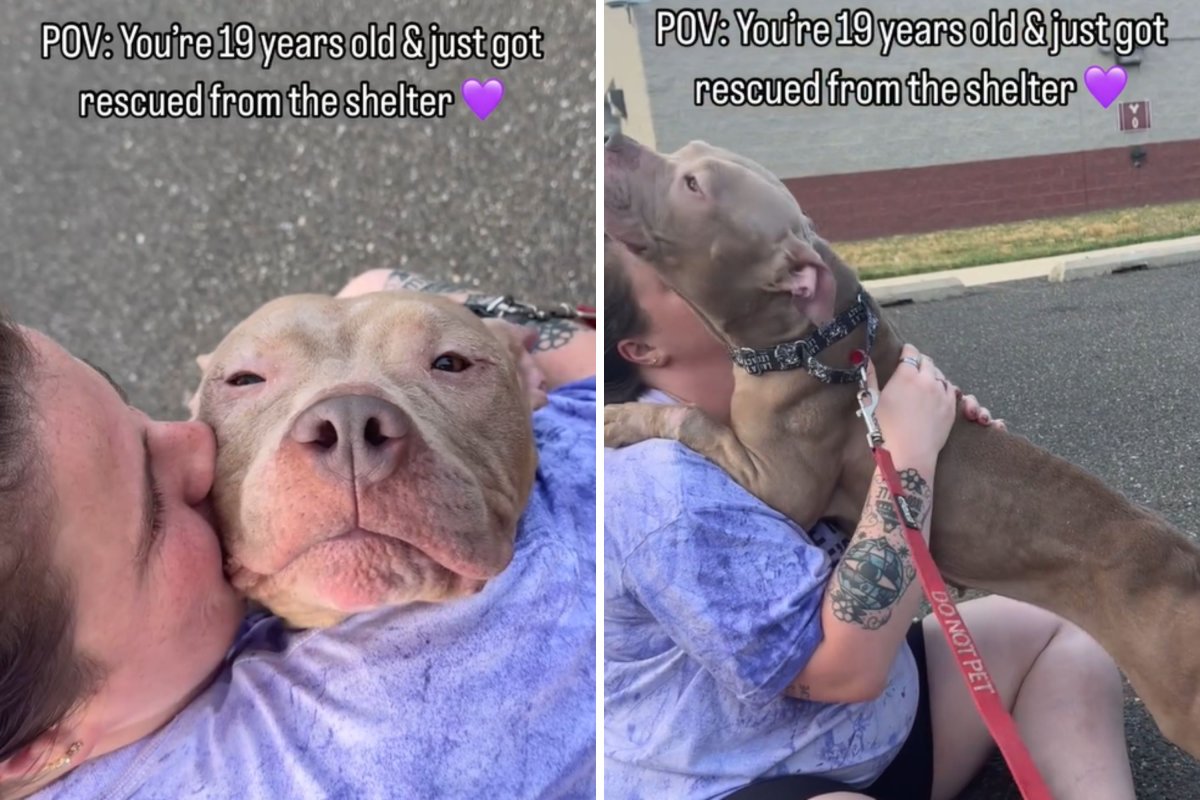 Senior pit rescued from shelter