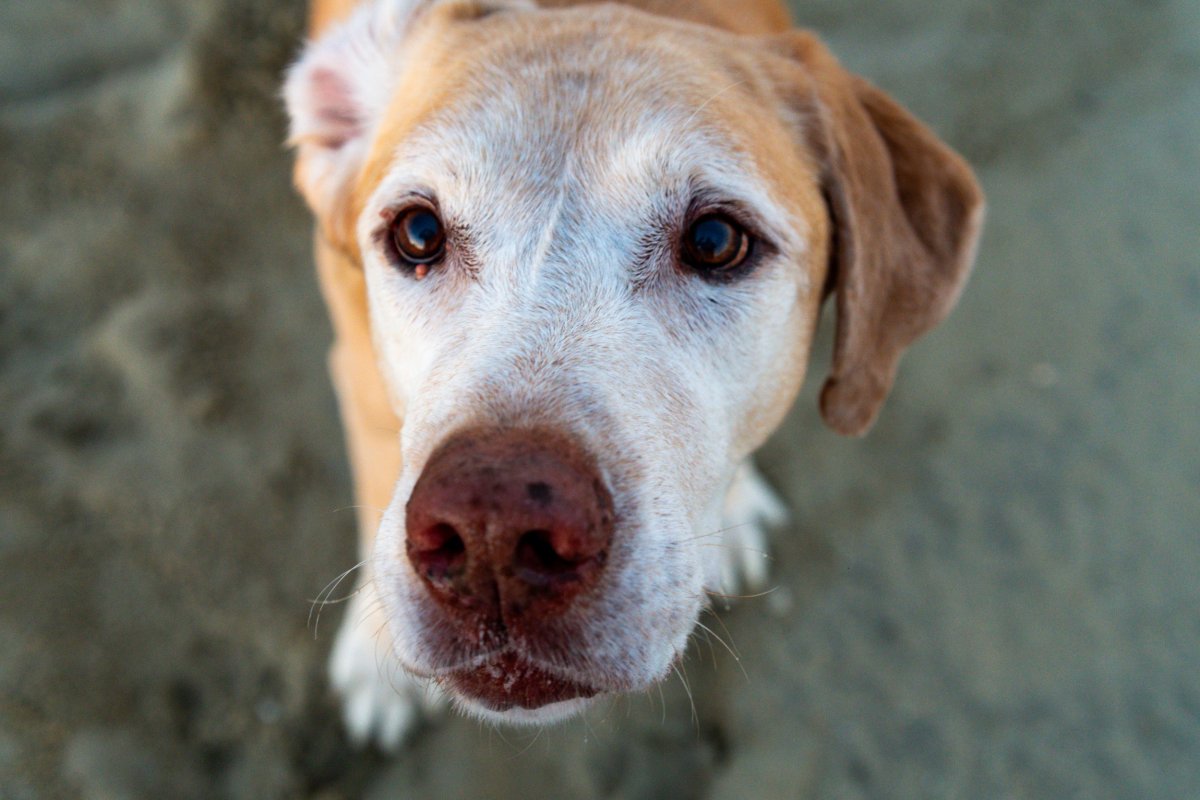 senior yellow Labrador retriever