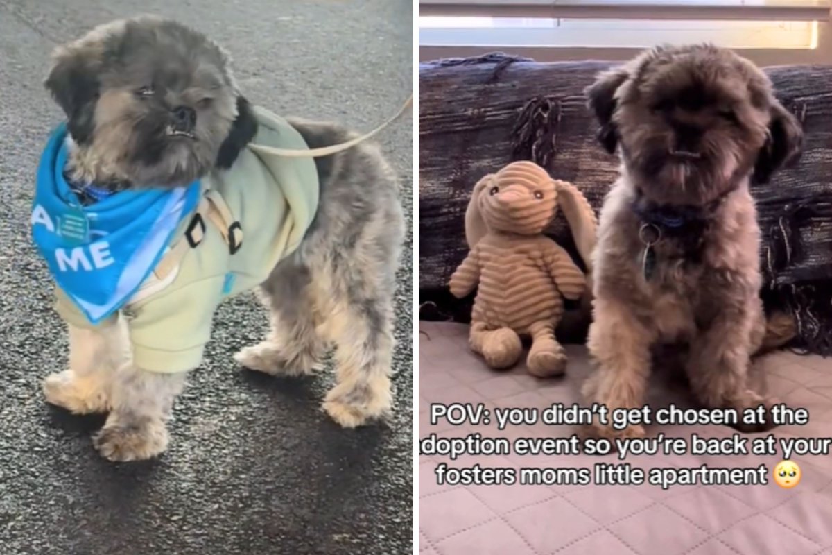 Shih tzu at adoption event