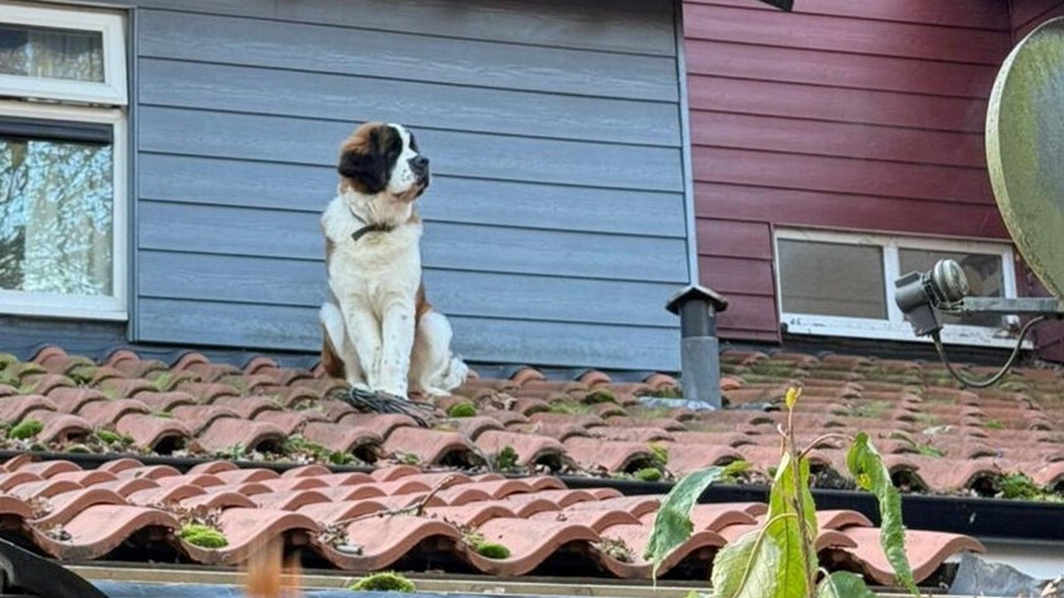 A St. Bernard is stuck on the roof of a home in England.