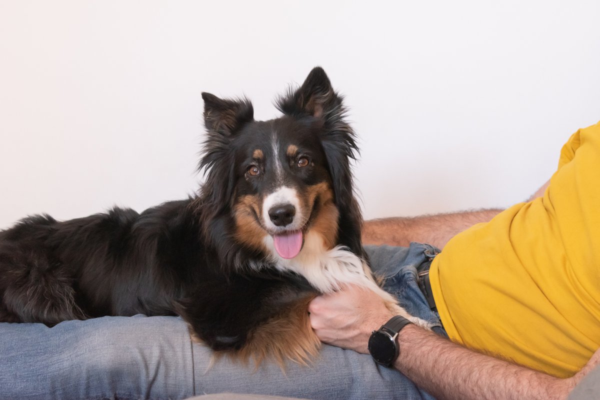 Stock image of dog and owner.