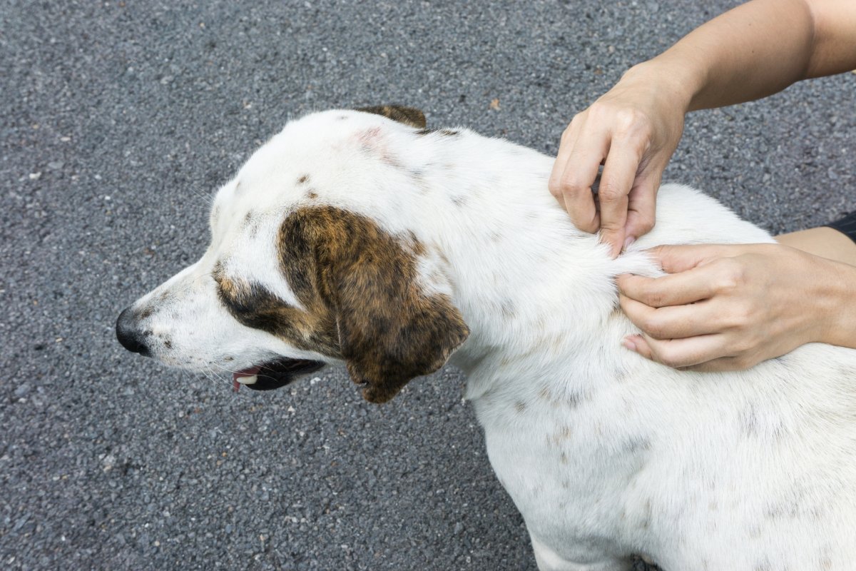 Stock image of removing tick from dog.