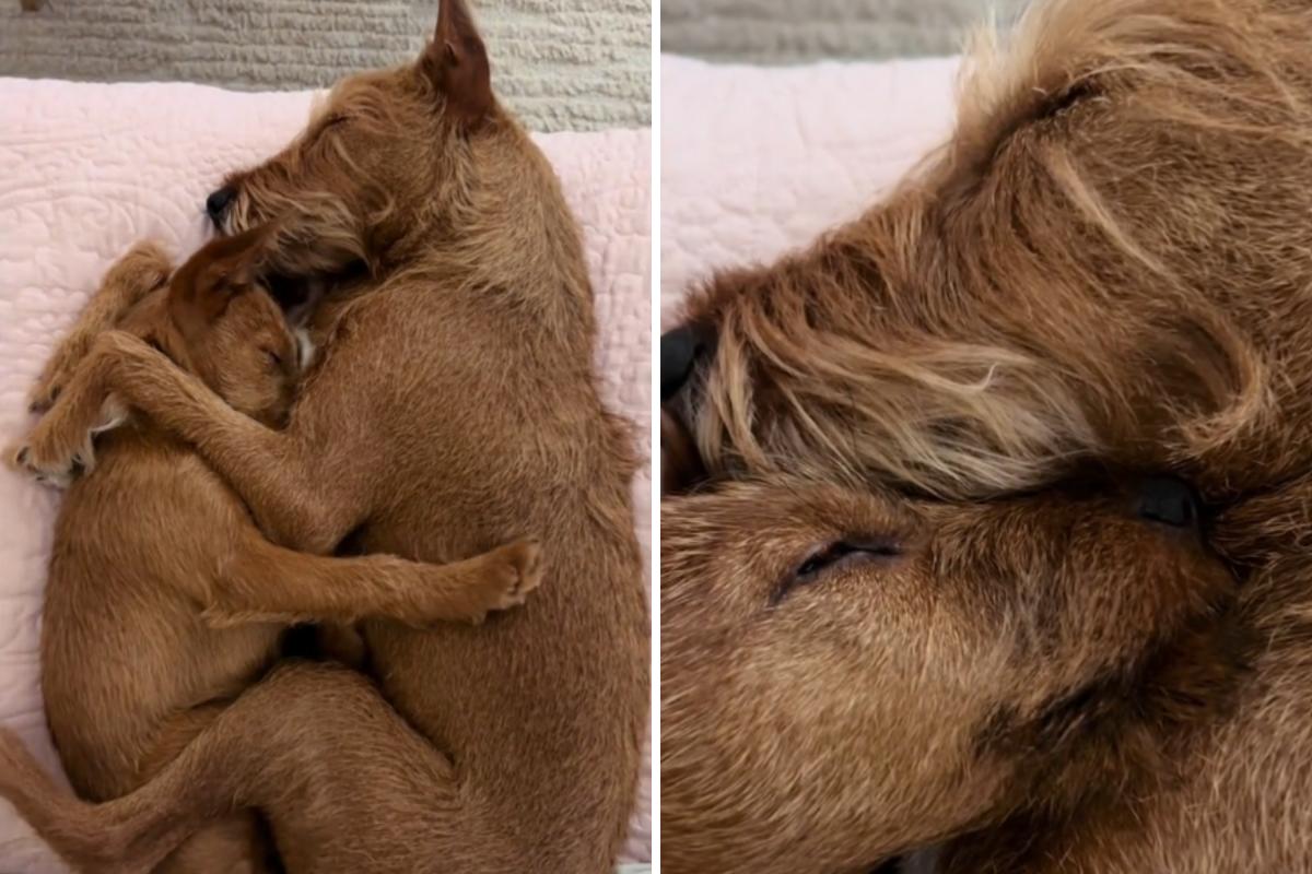 Two dogs hugging