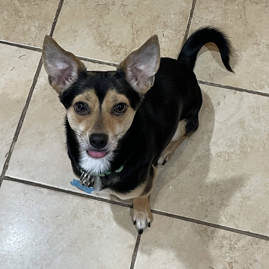 A small dog with big, pointed ears and a curled tail sticks out his tongue. 