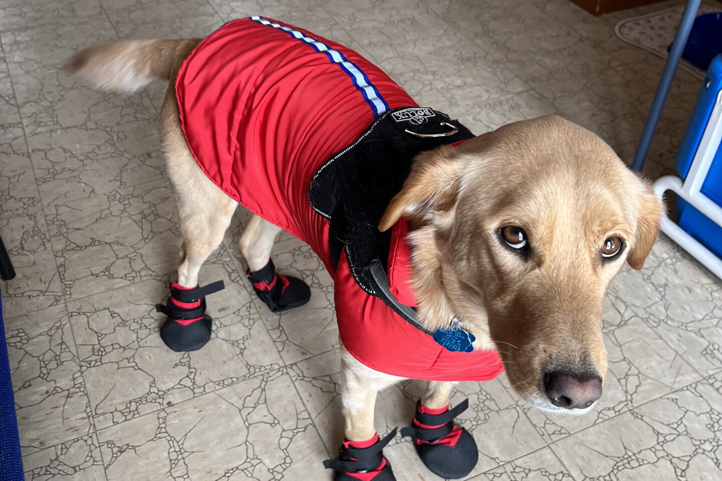 Winter pet clothing accessories worn by a dog