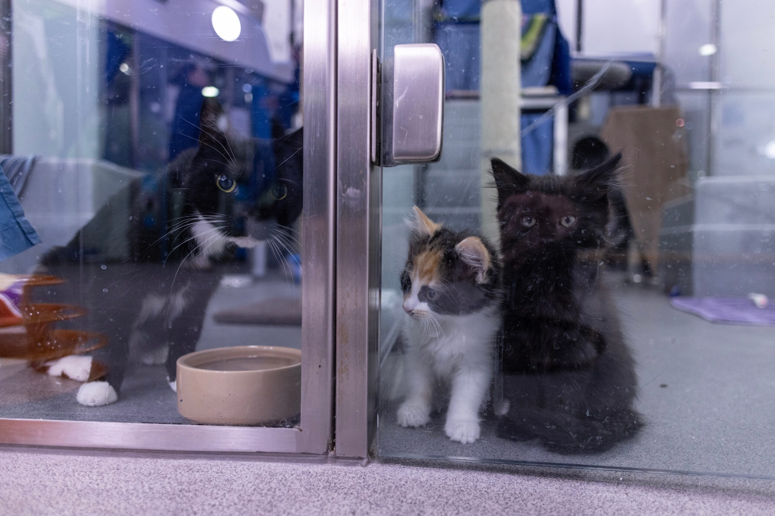 Three cats at an animal shelter looking for homes.