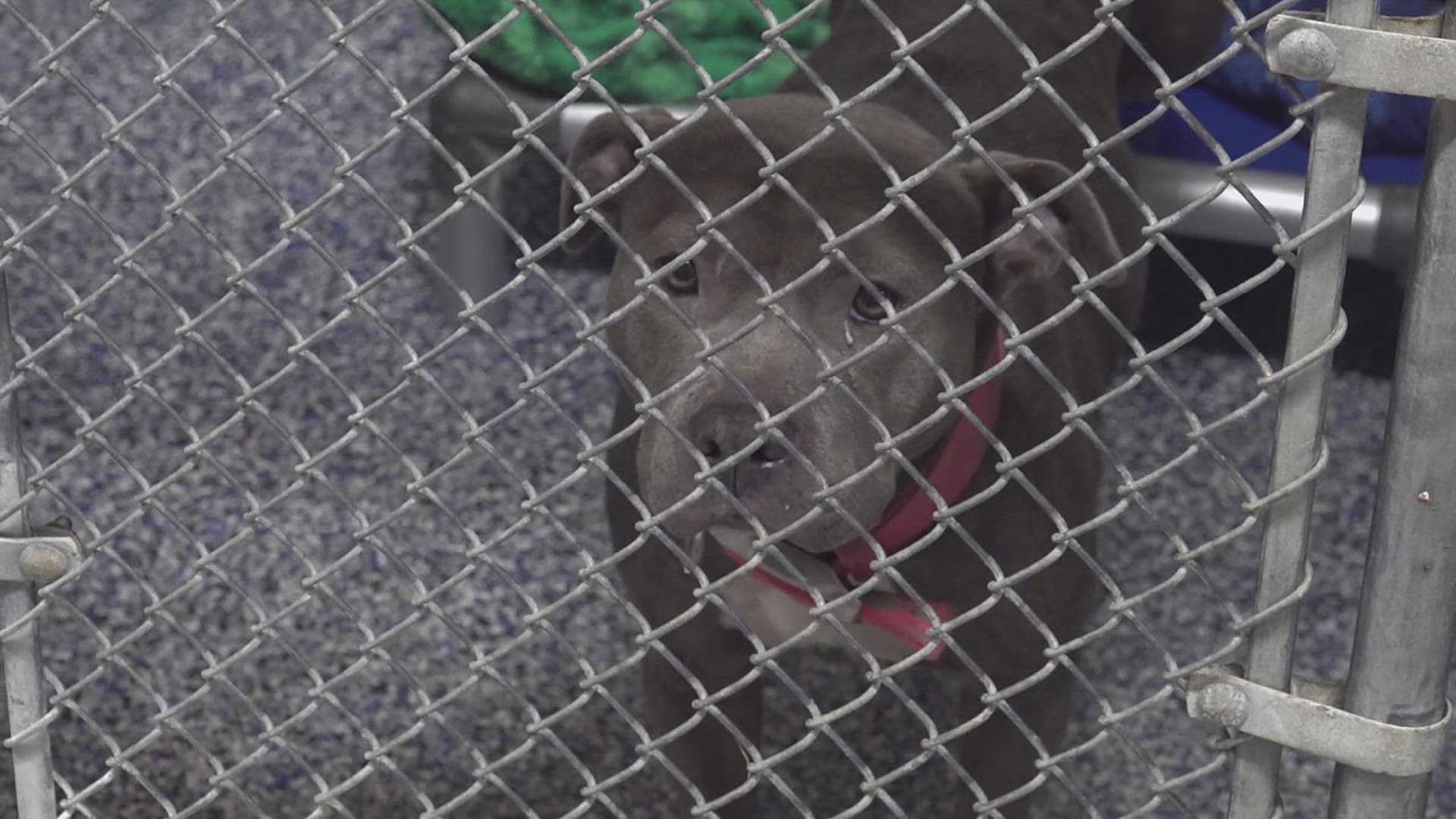 Beaumont Animal Care (BAC) officials tell 12News the dogs are quarantined at their facility where they await rabies testing and euthanasia. 