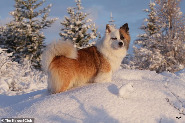 The Kennel Club has officially granted recognition to the Icelandic Sheepdog. This makes it the 224th pedigree dog breed in the UK