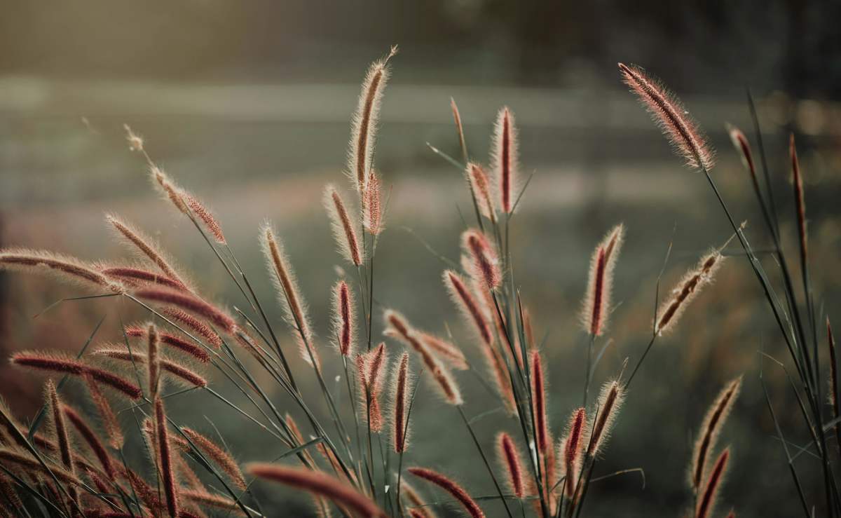 Cluster of foxtail grasses (Representative Image Source: Pexels | Photo by Min An)