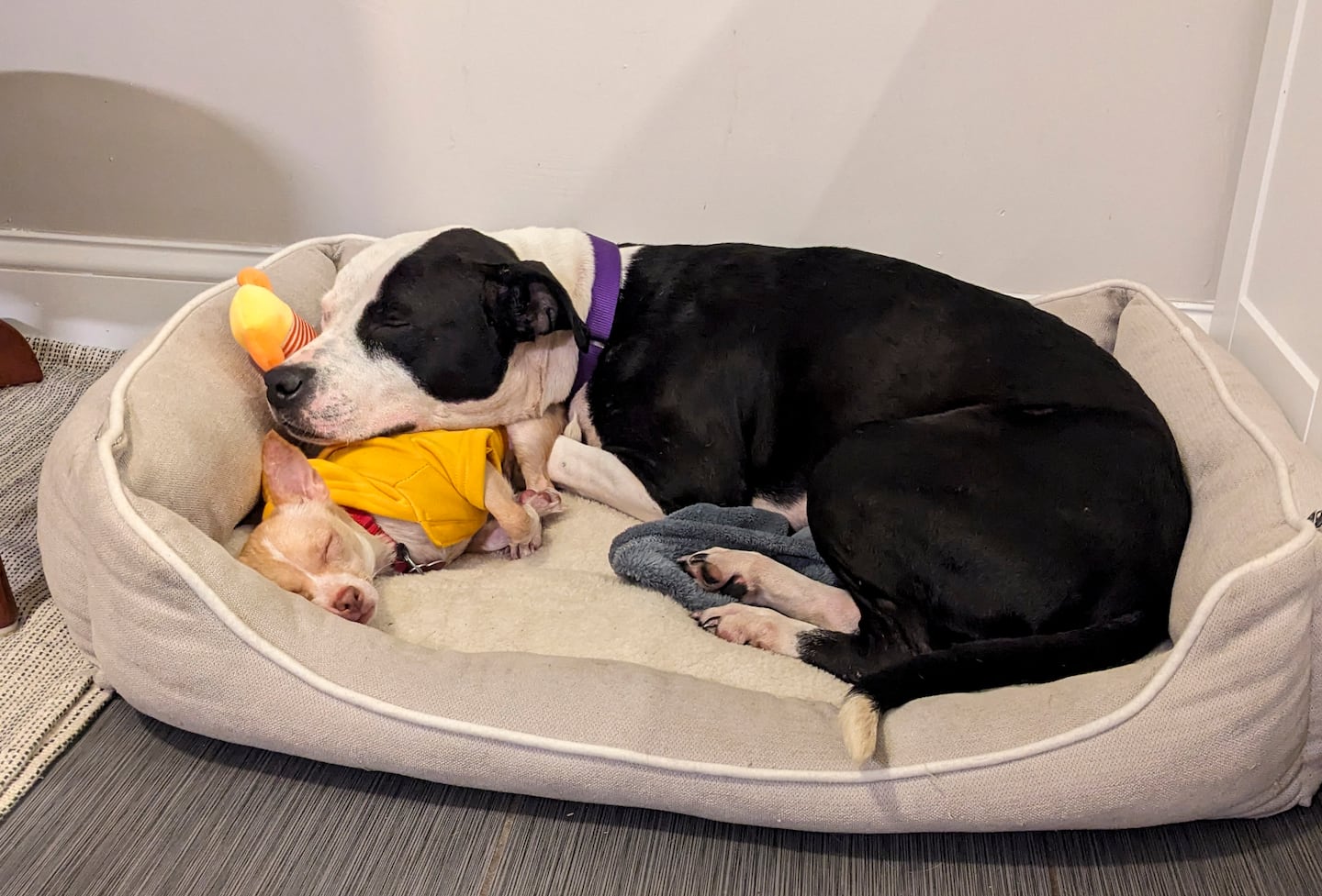 Karma, a 5-year-old Bully mix, rests her head on Gigi, a 1-year-old chihuahua, at nap time.