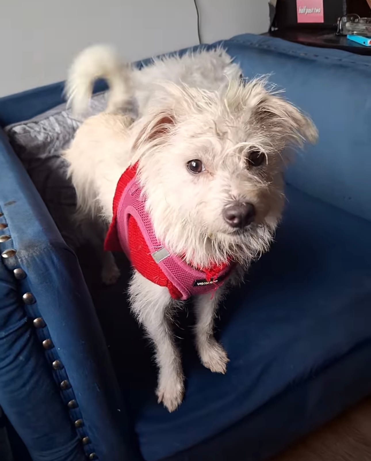 A white dog sitting on a blue chair.