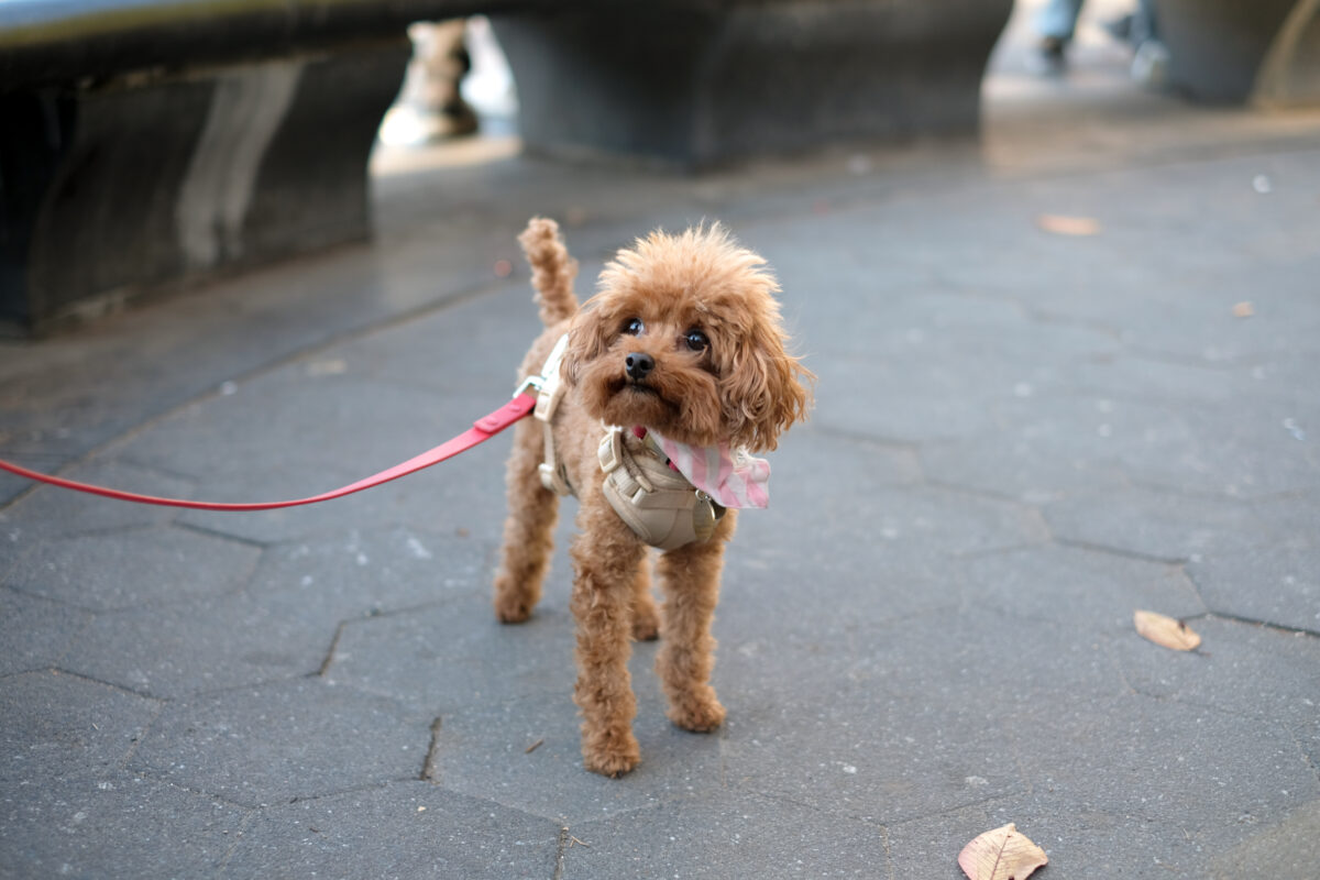 A tiny, reddish-brown toy poodle with a pink leash and harness stands on gray pavement looking past the camera.