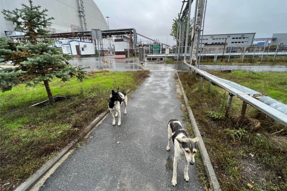 Two Dogs Just Outside The Plant’s New Safe Confinement Structure, Left, Which Was Built In 2016 To Contain Radioactivity From Reactor Four.