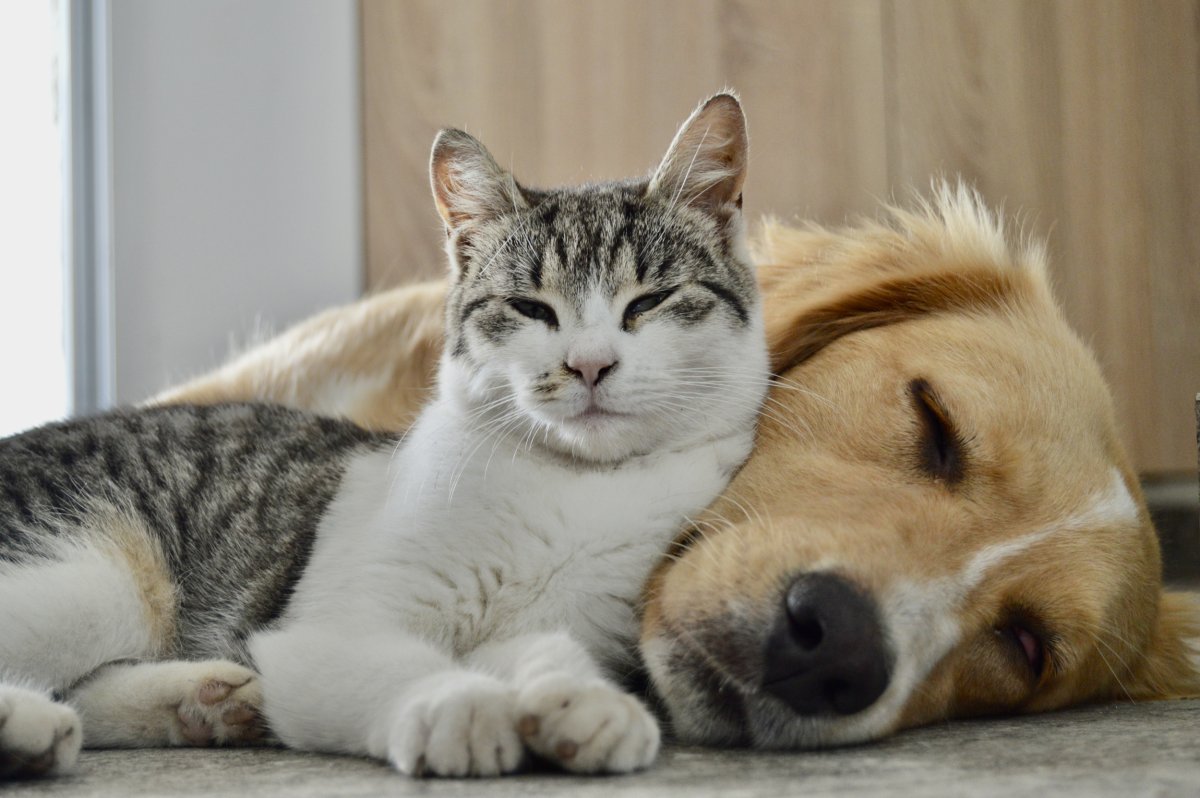 A cat and a dog