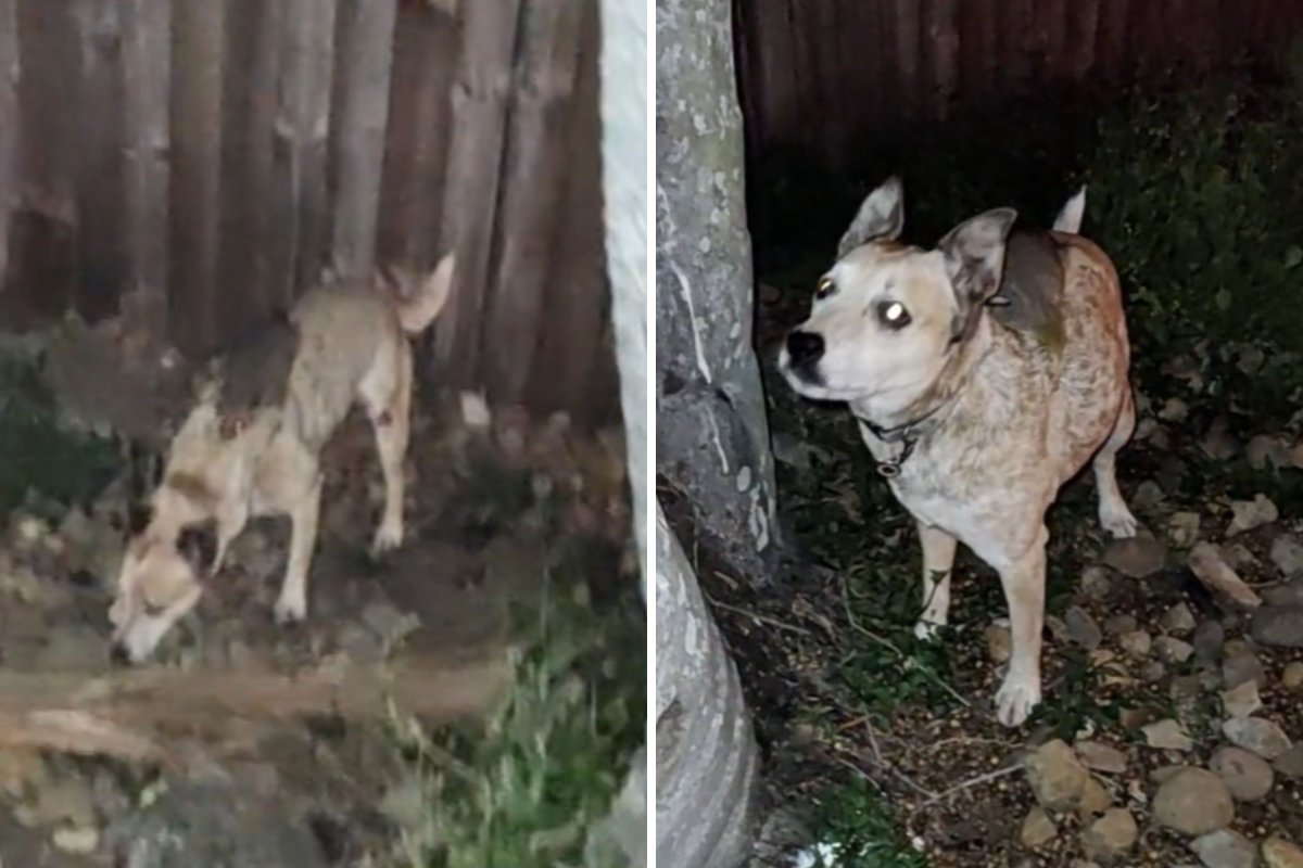 Cattle dog with possum