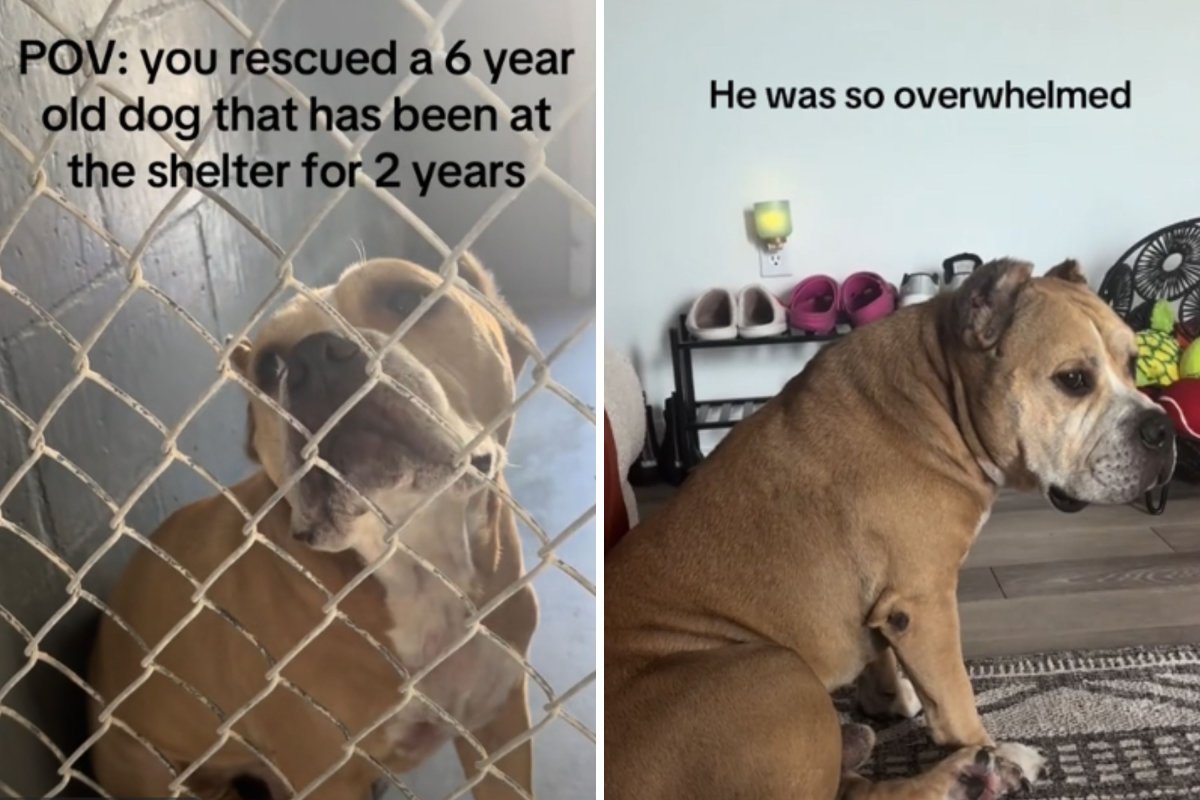 Dog adopted after two years