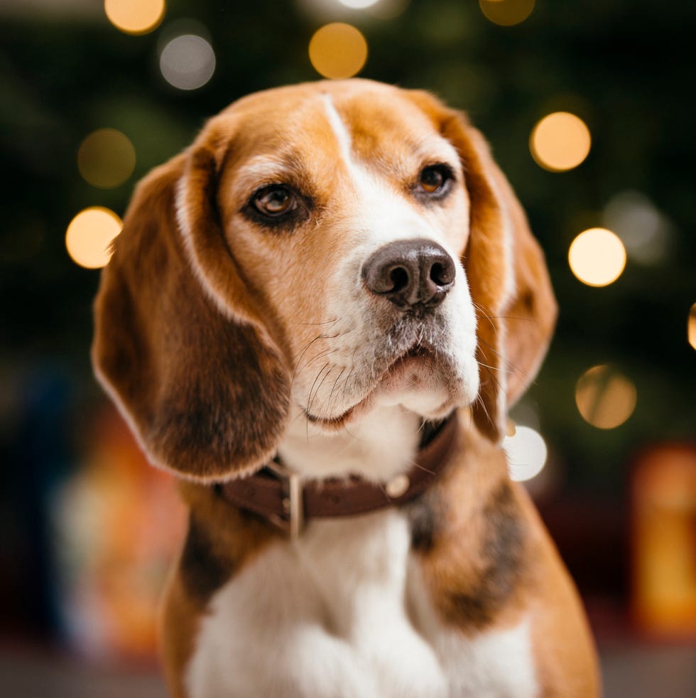 beagle dog in front of christmas tree