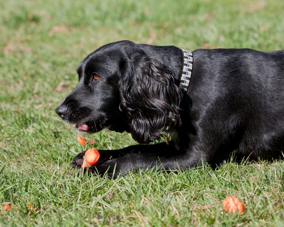 a black cocker spaniel eating a carrot in the garden