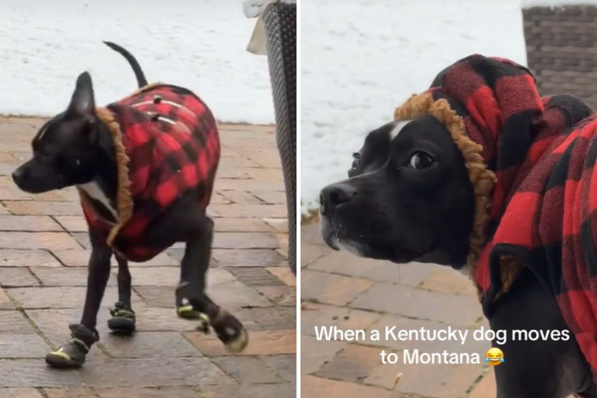 Dog experiences Montana winter