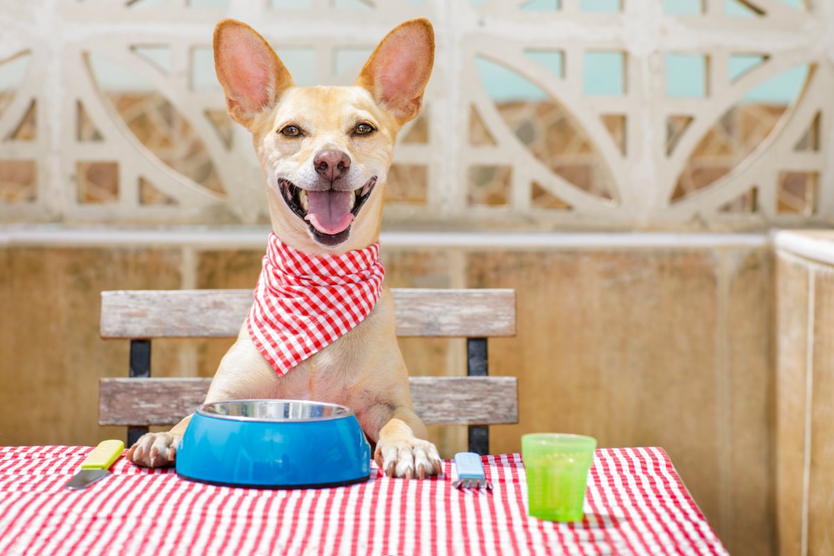 Dog Food Recall Warning Seven States FDA