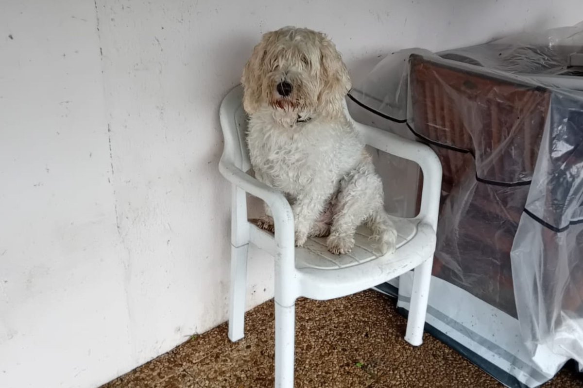 Dog sitting on chair