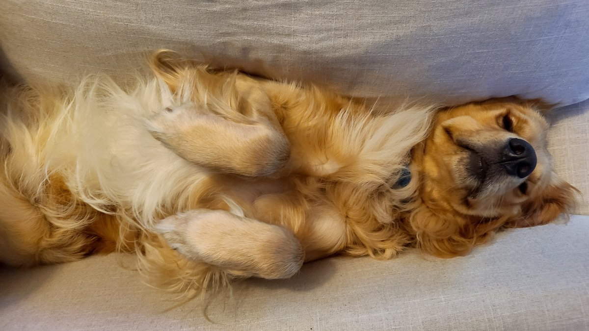 Golden Retriever Sleeps With Belly Up