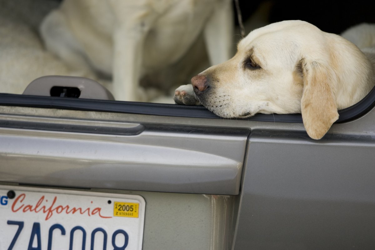 Golden retriever waiting in the car