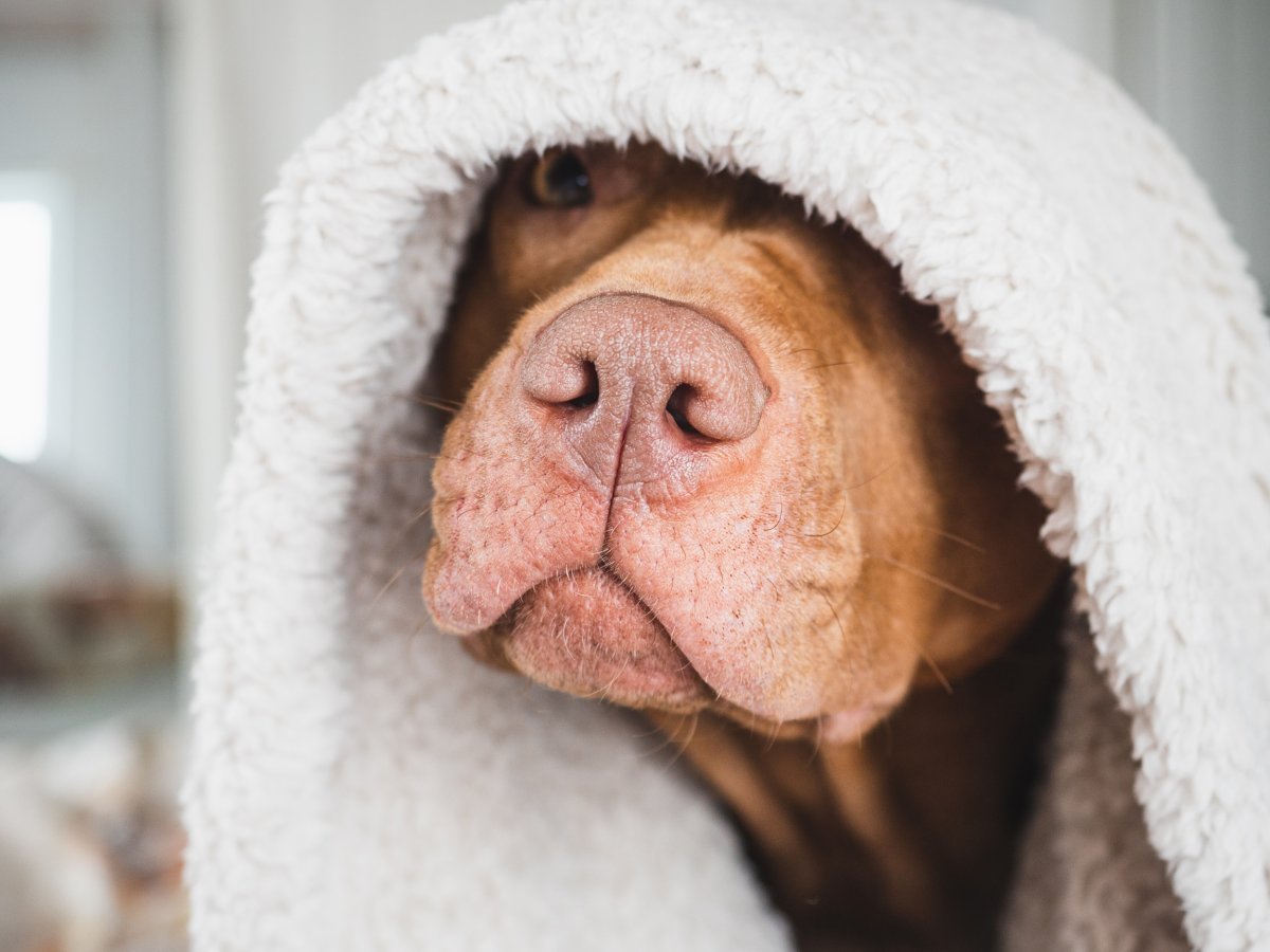 pit bull with blanket