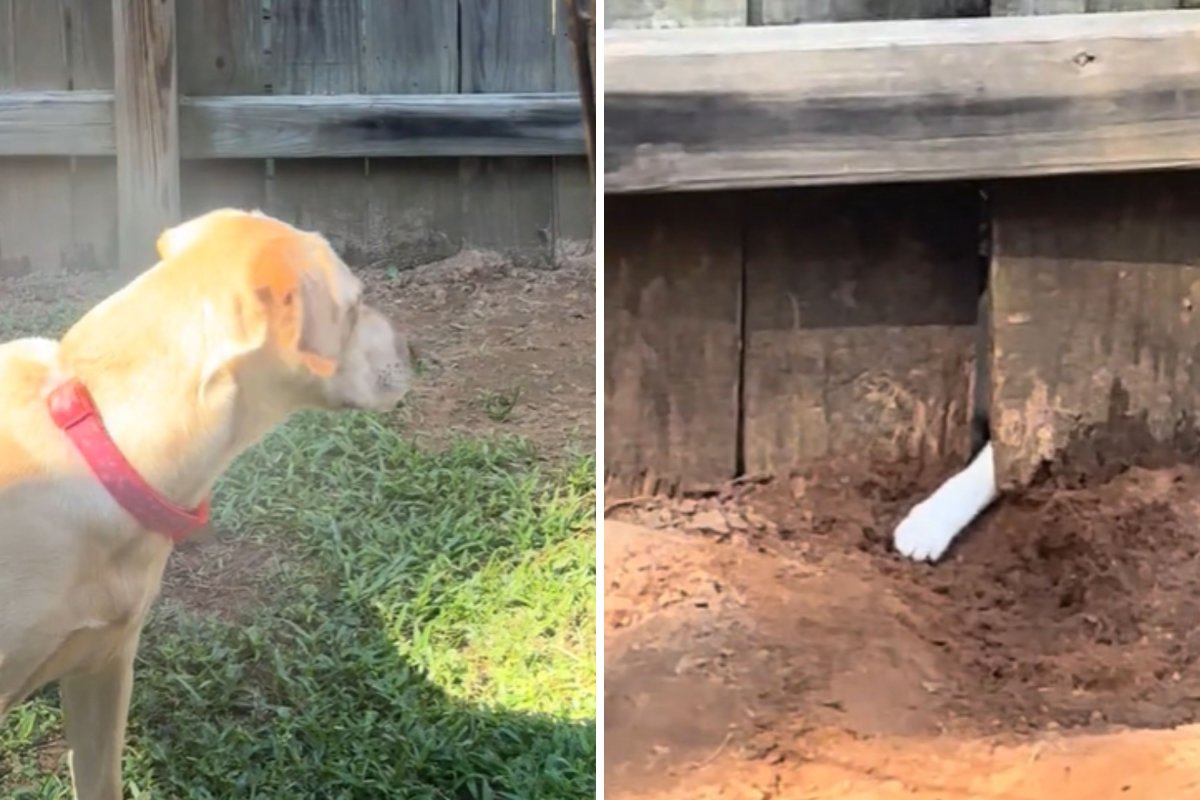 Reason why dog digs hole