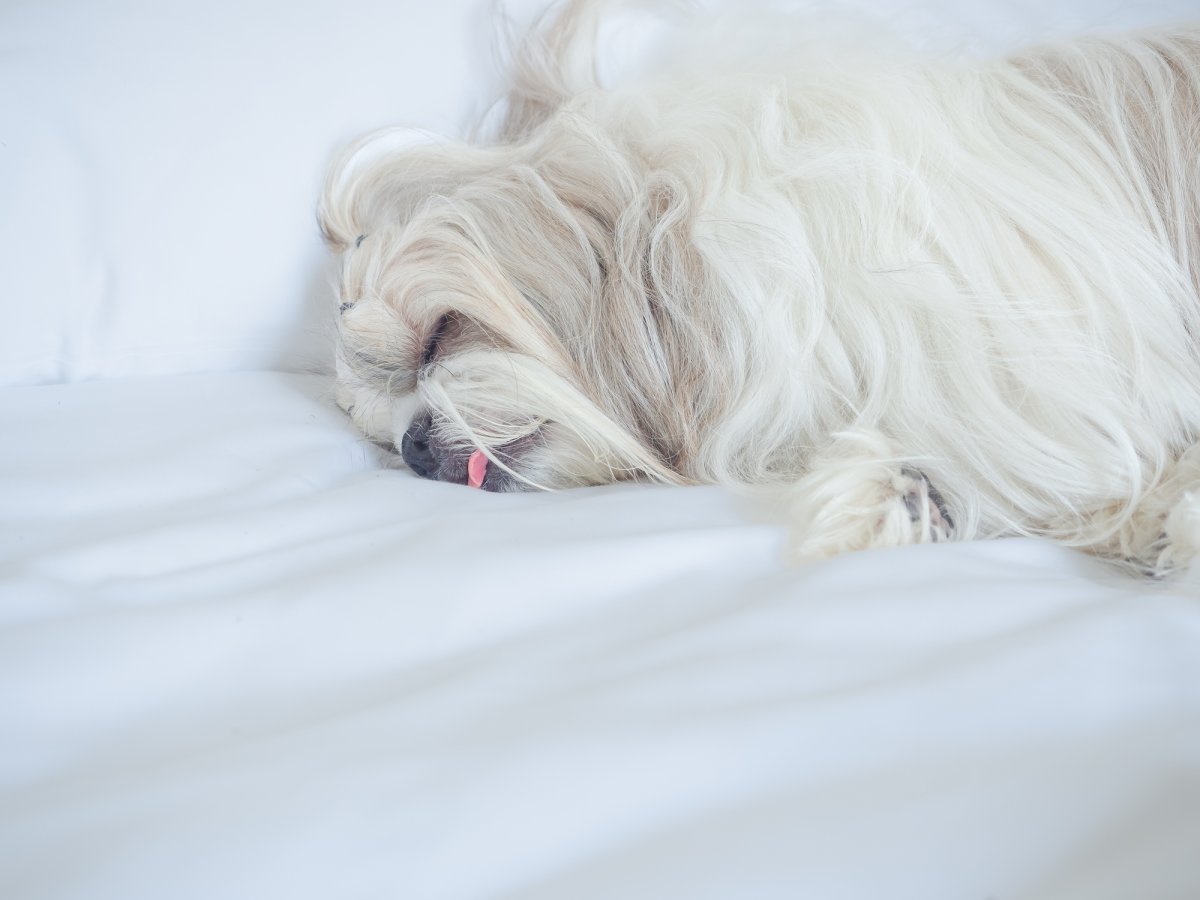 Stock image of Shih Tzu.