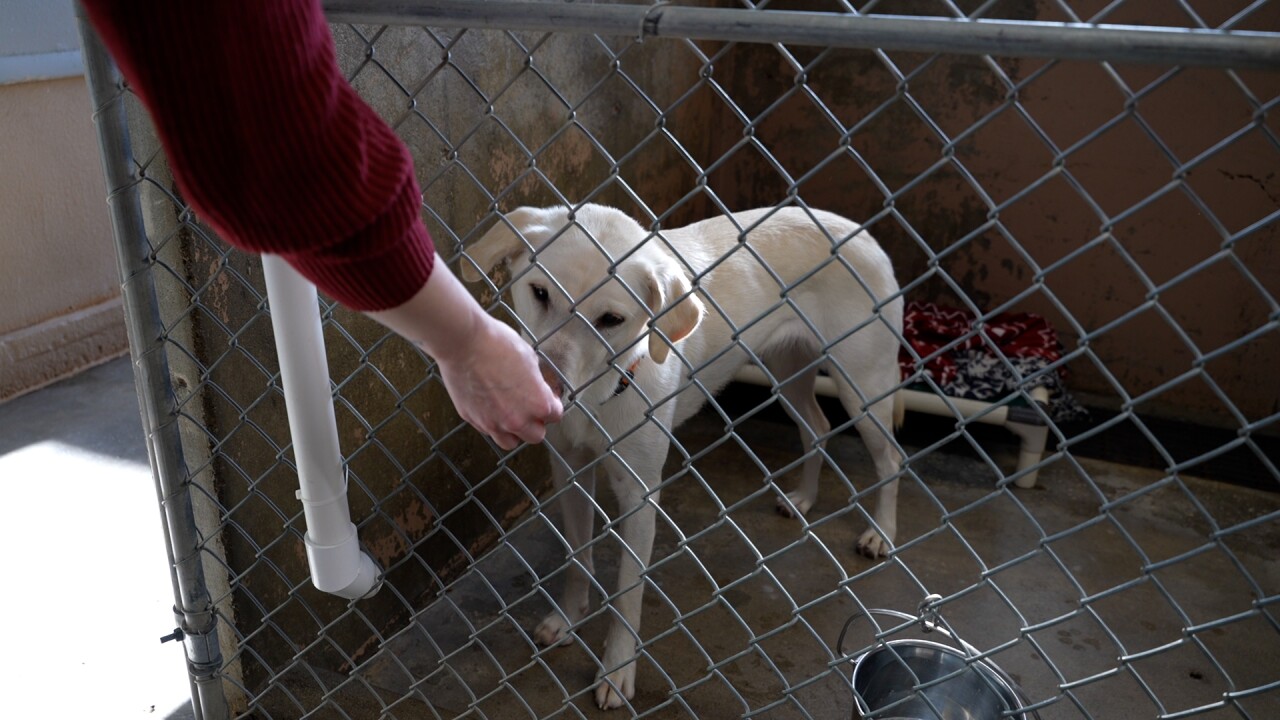 Dog being fed