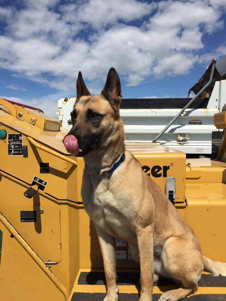 K-9 Halo with Boulder County Sheriff's Office