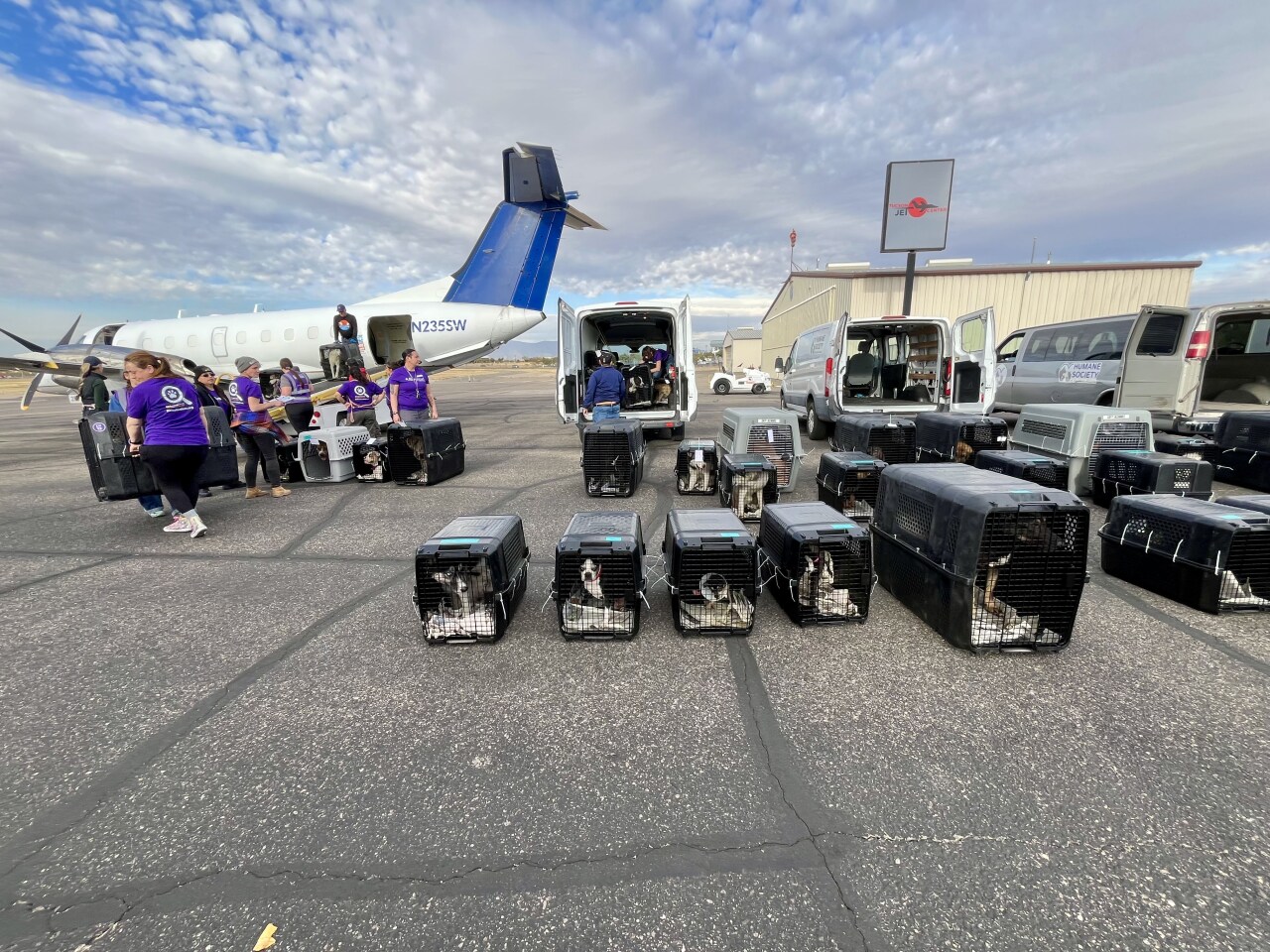 Displaced CA dogs brought to Tucson