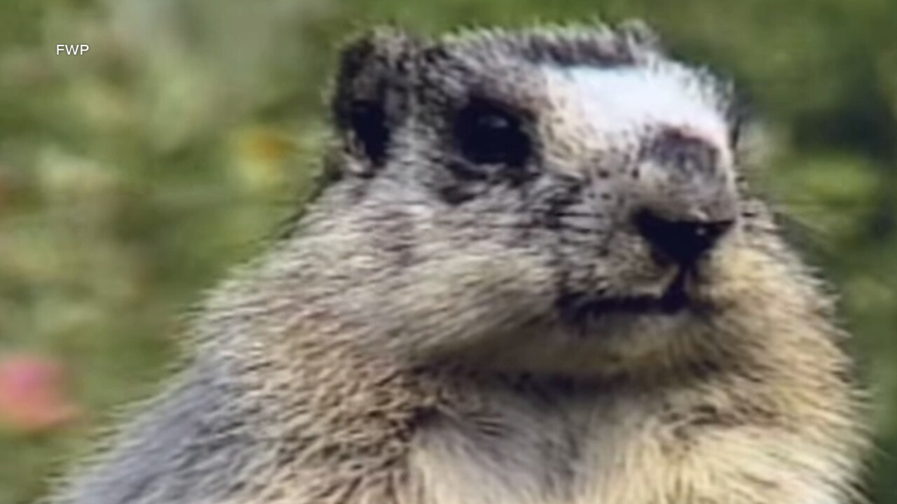 marmot.jpg