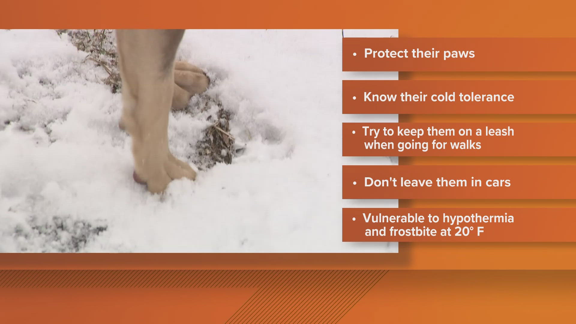 At 20 degrees, dogs are vulnerable to hypothermia and frostbite. 