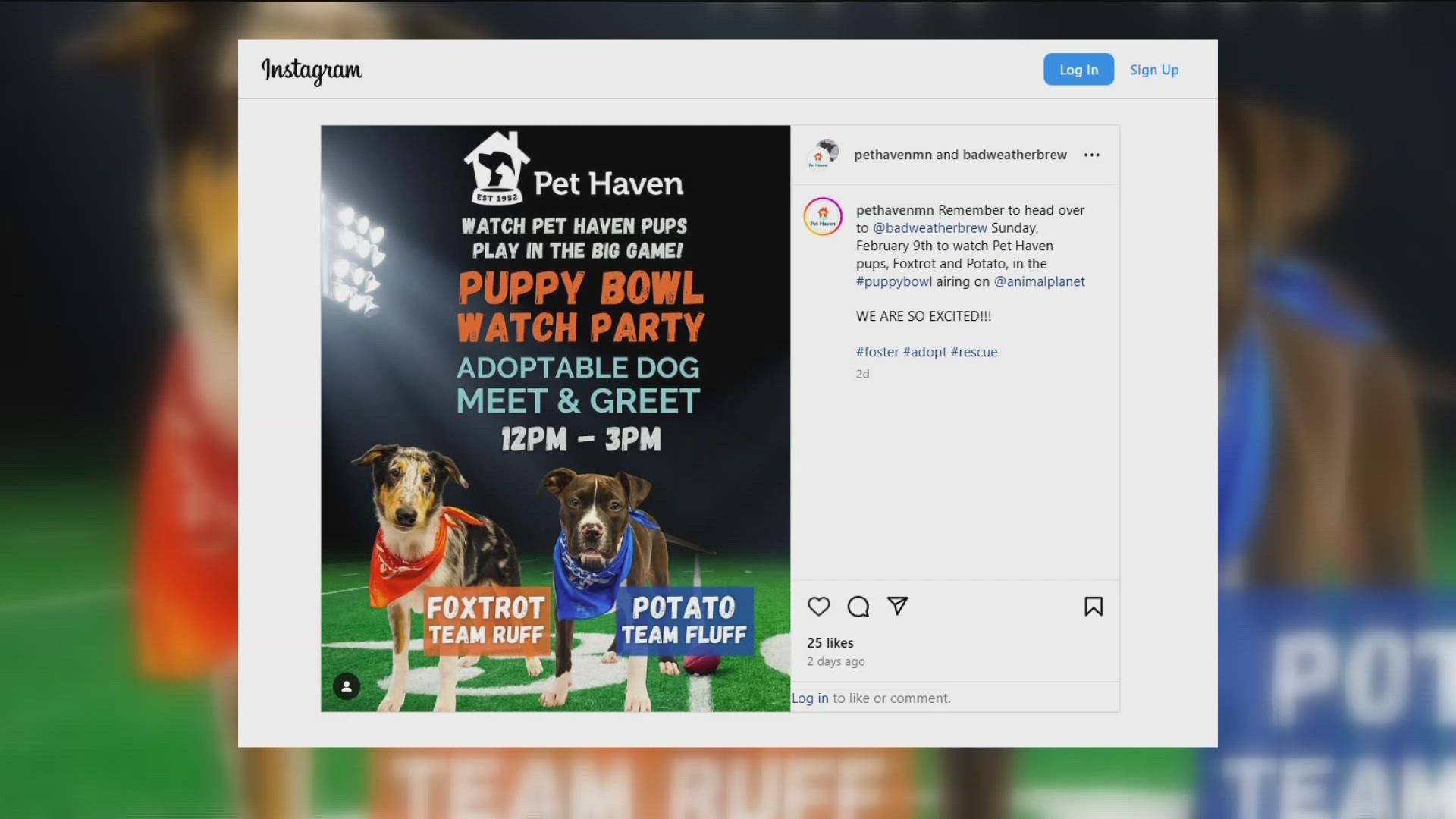 Foxtrot and Potato, both from Pet Haven in St. Paul, will both participate in this year's Puppy Bowl on Feb. 9.