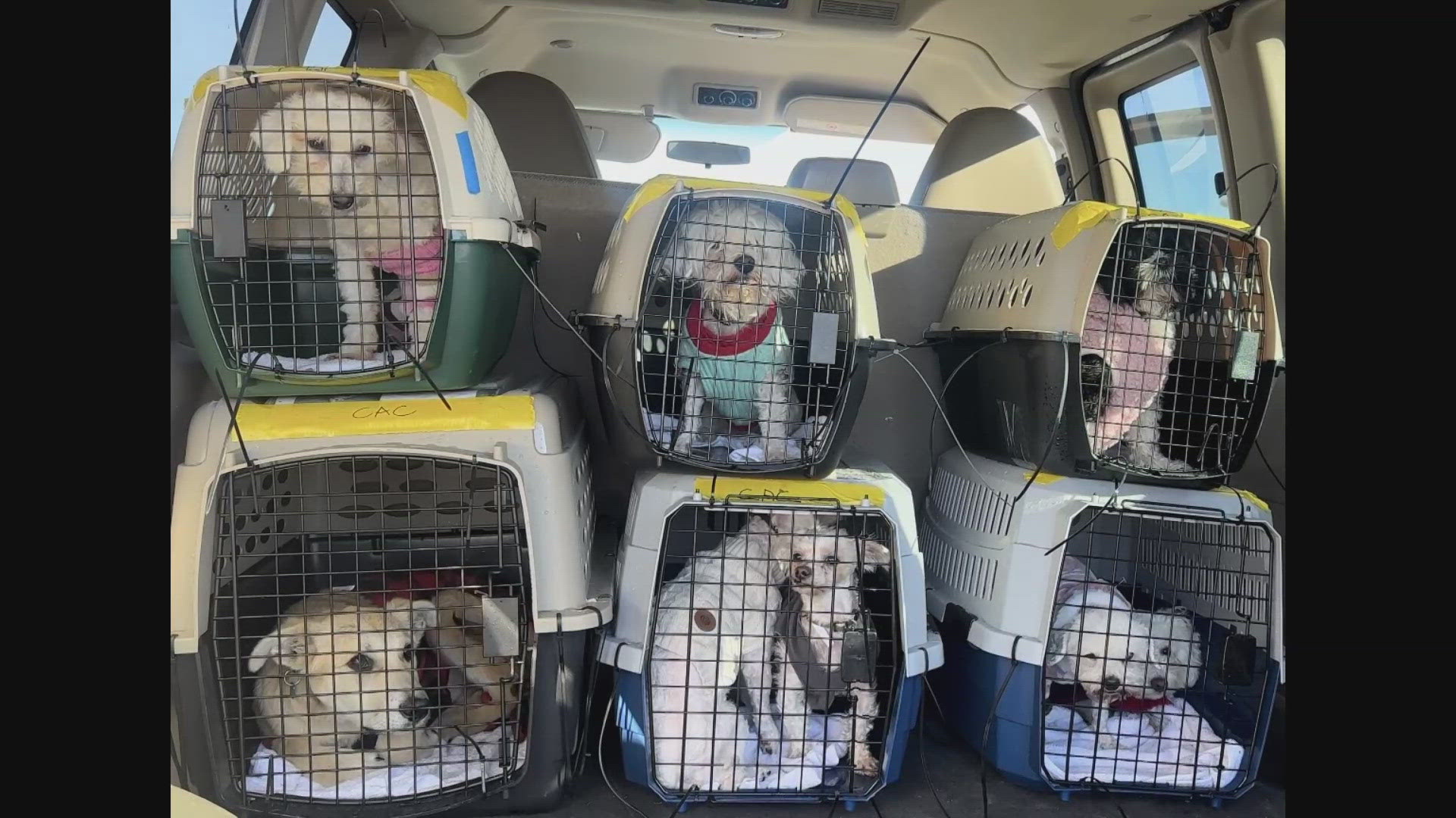 Companions Animal Center welcomed several small dogs and puppies to aid shelters in California as they navigate overcrowding due to the LA wildfires. 