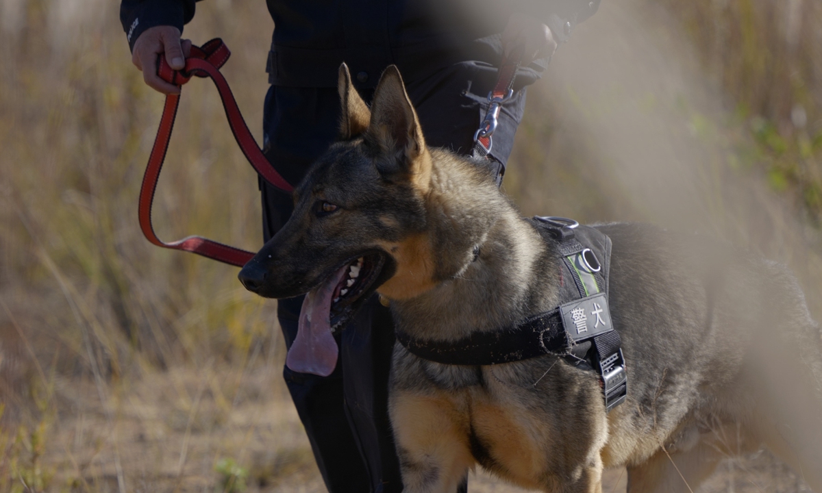 Police dog Yaoyaoling Photo: Courtesy of Chuxiong Public Security Bureau